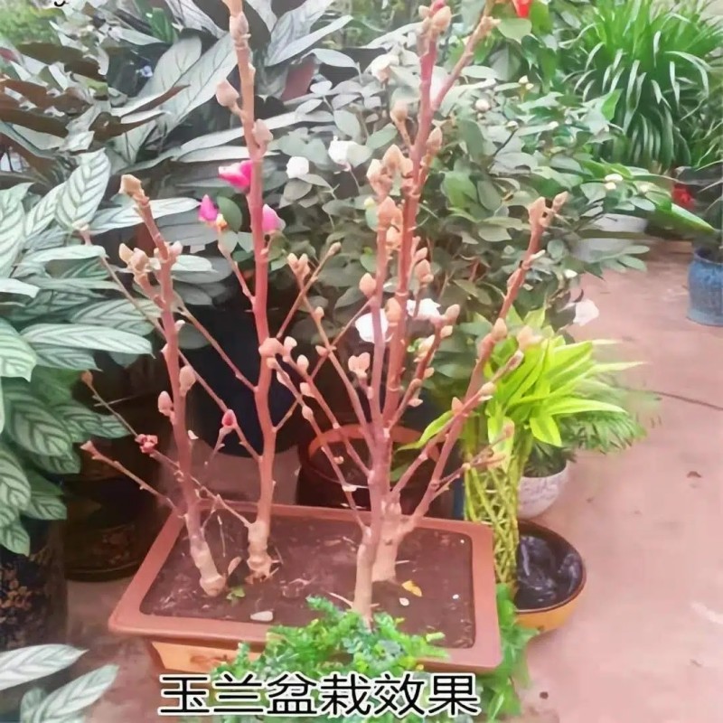 白黄红紫玉兰花树苗花卉盆栽地栽别墅庭院绿化植物四季玉堂春