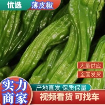薄皮椒本地一手货源大棚种植货源充足质量有保证欢迎联系