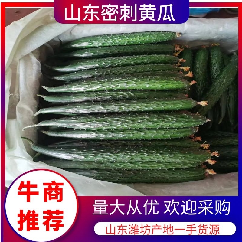山东密刺黄瓜产地直发品质保证一手货源量大从优