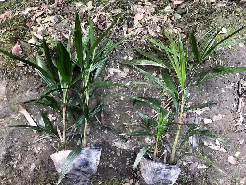 细叶棕竹工程苗出售杯苗棕竹地苗棕竹，棕竹批发基地