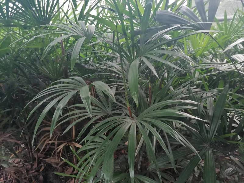 细叶棕竹工程苗出售杯苗棕竹地苗棕竹，棕竹批发基地