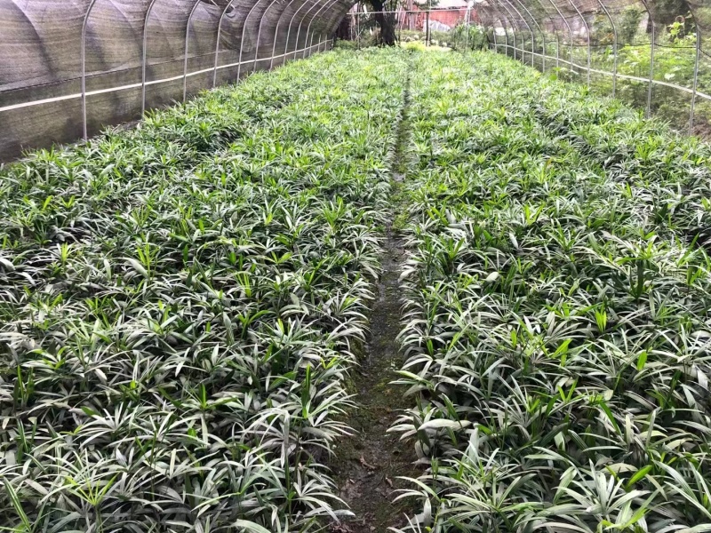 细叶棕竹工程苗出售杯苗棕竹地苗棕竹，棕竹批发基地