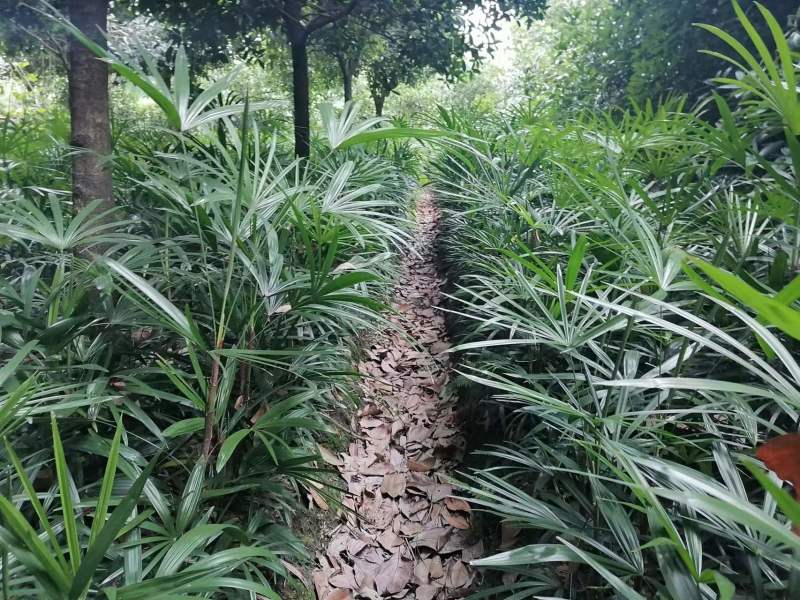 细叶棕竹工程苗出售杯苗棕竹地苗棕竹，棕竹批发基地