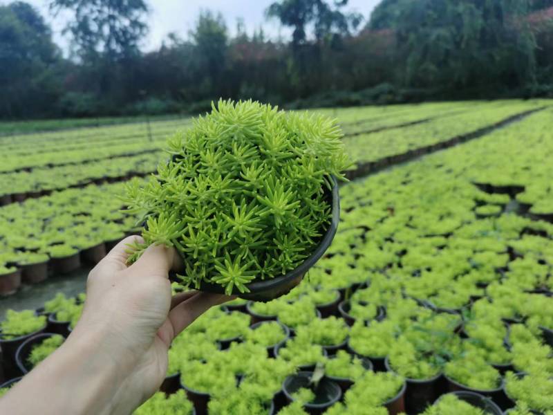 金叶佛甲草苗子基地批发佛甲草大杯佛甲草小杯