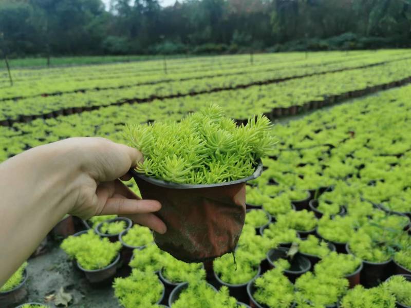 金叶佛甲草苗子基地批发佛甲草大杯佛甲草小杯