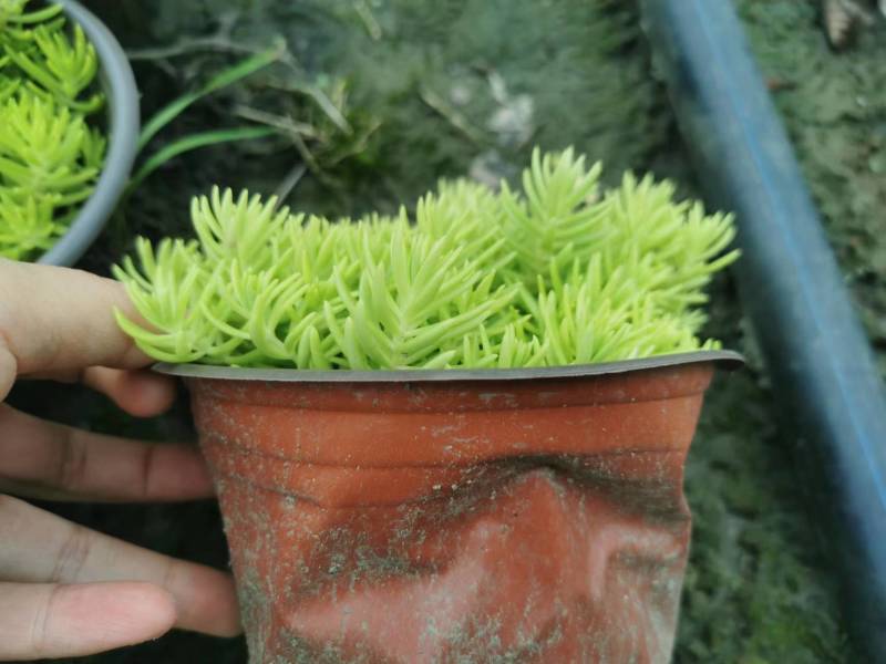 金叶佛甲草苗子基地批发佛甲草大杯佛甲草小杯