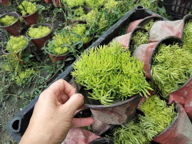 金叶佛甲草苗子基地批发佛甲草大杯佛甲草小杯
