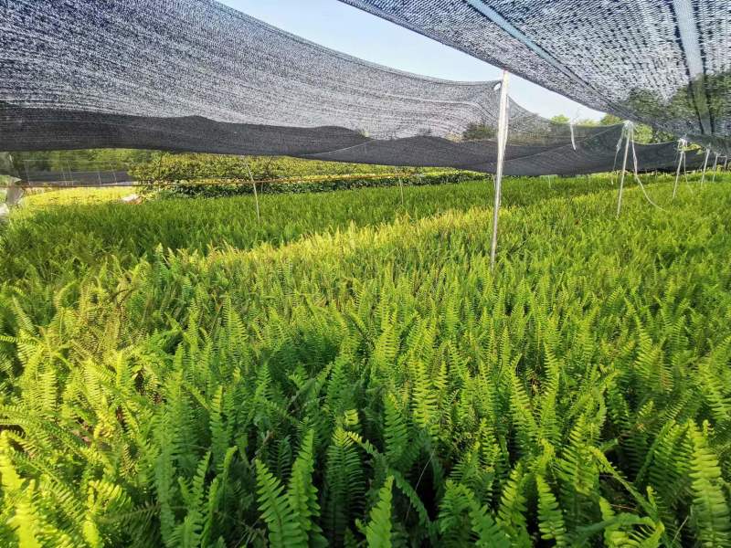 肾蕨地苗肾蕨杯苗肾蕨基地批发高矮都有