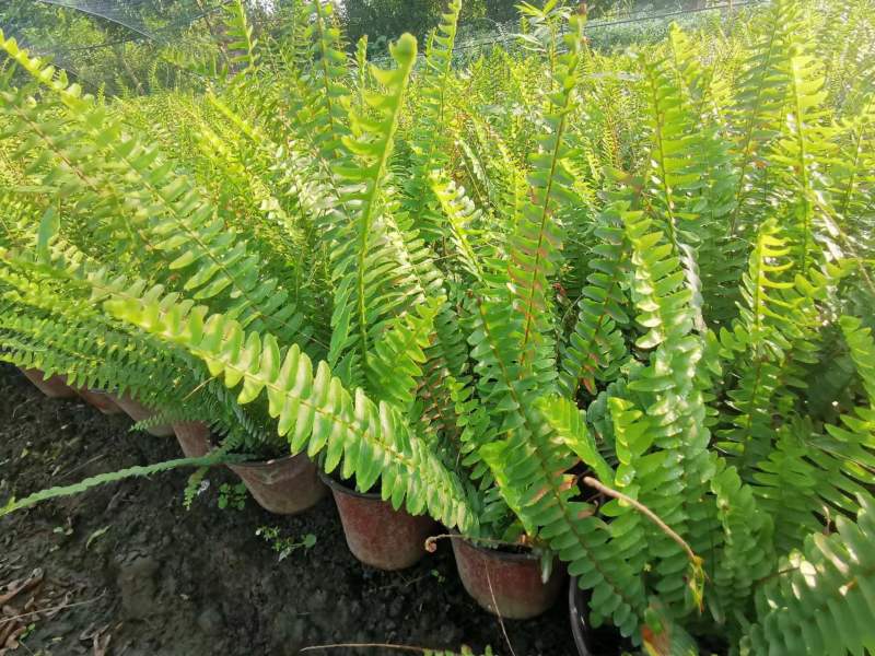 肾蕨地苗肾蕨杯苗肾蕨基地批发高矮都有