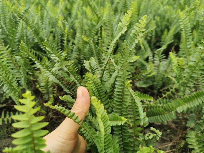 肾蕨地苗肾蕨杯苗肾蕨基地批发高矮都有
