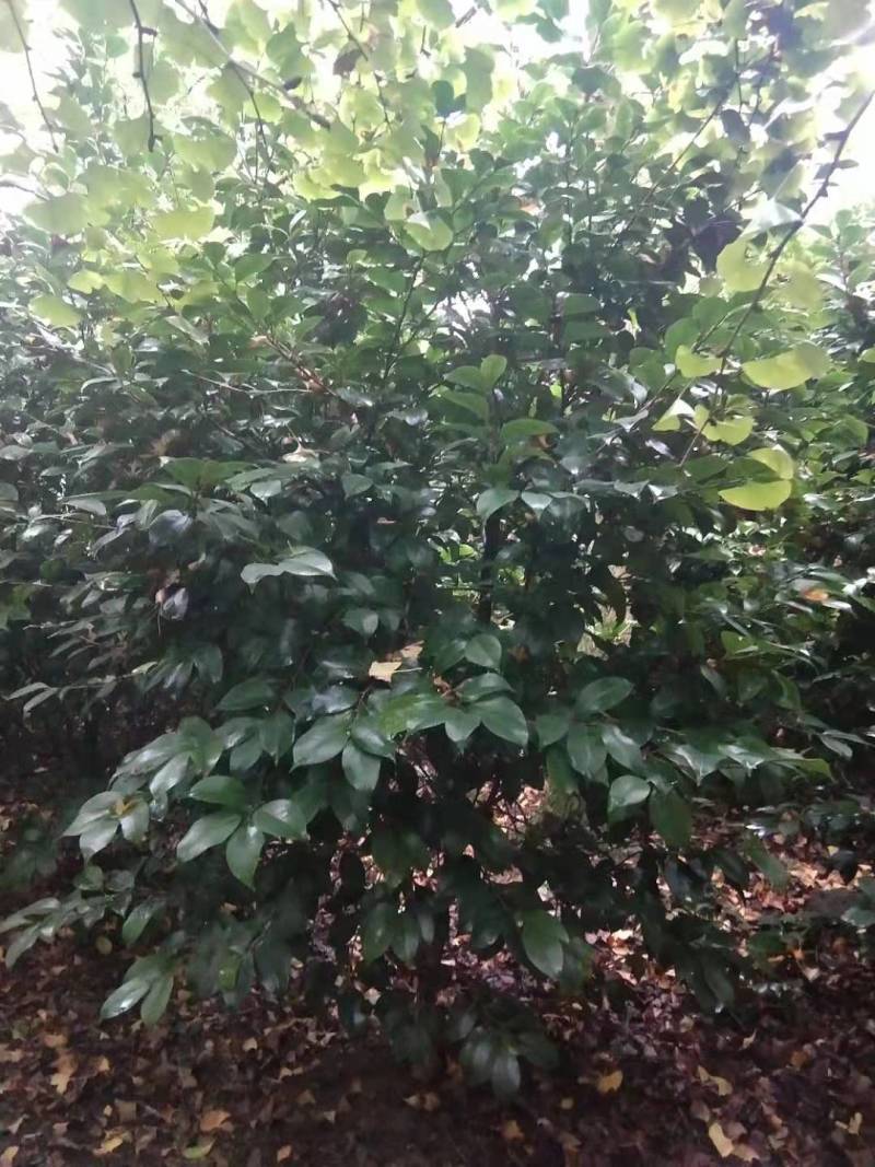 茶花笼子批发基地茶花球茶花小苗高杆茶花
