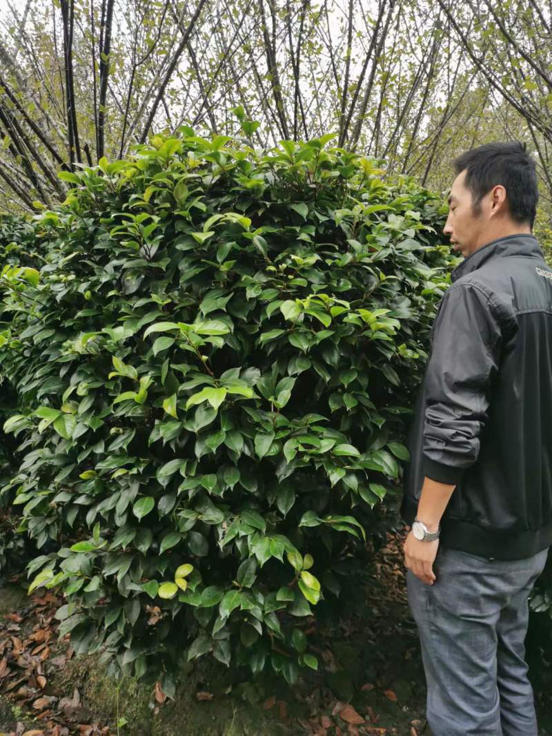 茶花笼子批发基地茶花球茶花小苗高杆茶花