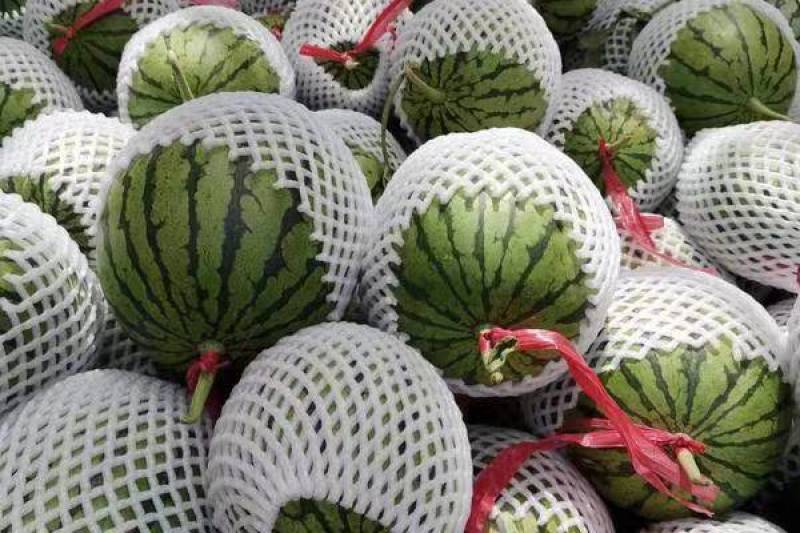 【协助装车】蒲城吊兰西瓜皮薄多汁可全国发货欢迎咨询