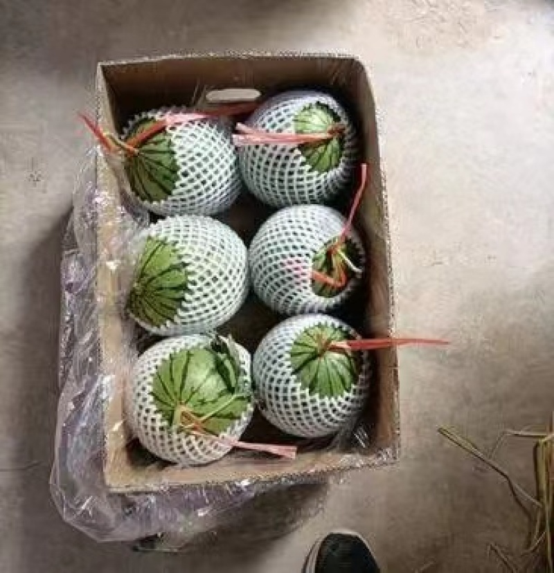 【协助装车】蒲城吊兰西瓜皮薄多汁可全国发货欢迎咨询