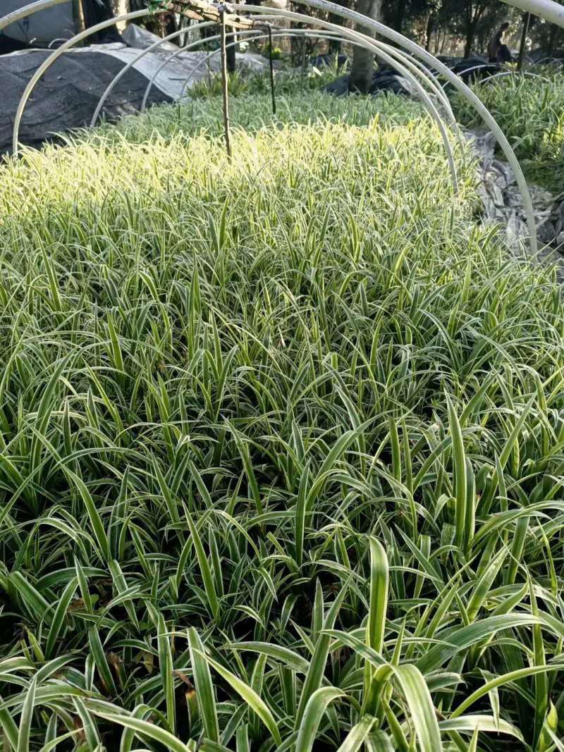 金边吊兰基地批发金边吊兰大杯小杯地苗，金边吊兰工程苗子