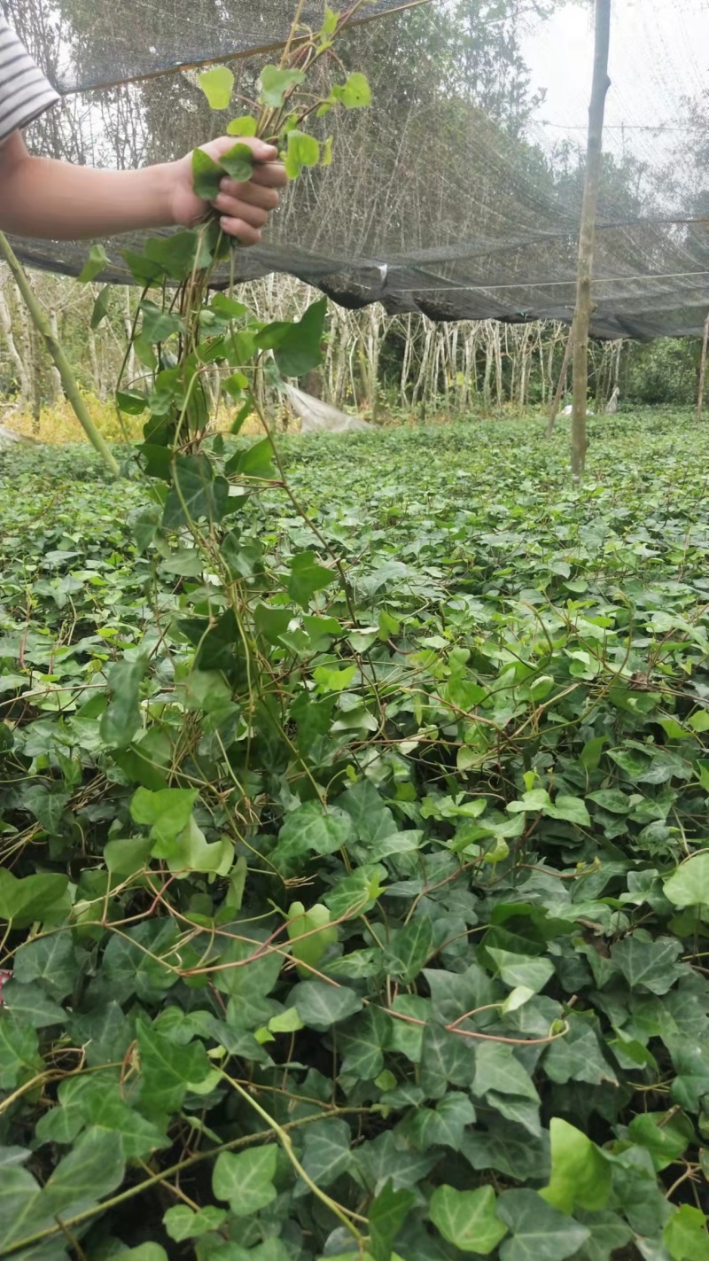 出售爬山虎常青藤杯苗基地藤本植物批发产地爬山虎价格