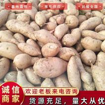 【红薯】河北烟薯25龙薯九纯沙土地细长条形坏烂包赔