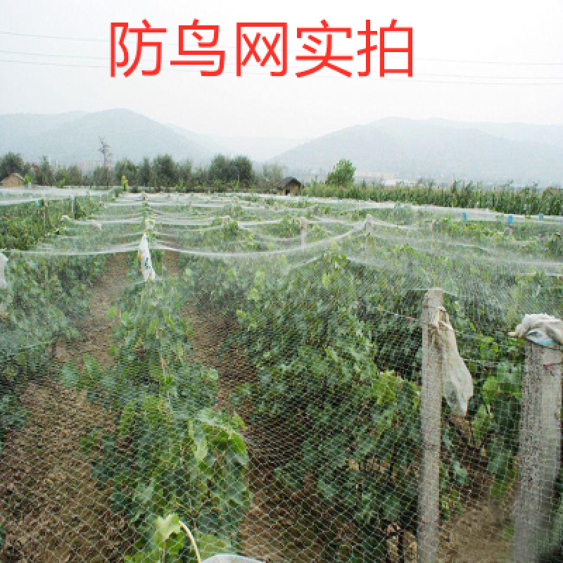 防鸟网果树防鸟用网葡萄樱桃果园菜地尼龙线纱网丝网大棚鱼塘