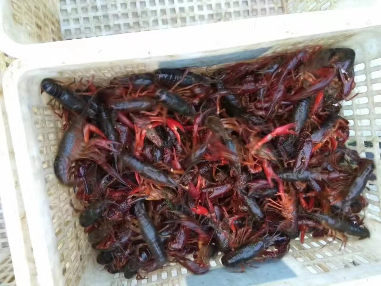 小龙虾成品展示图
