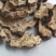 苍术朱砂点苍术气味大新货高含量规格齐全