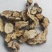 苍术朱砂点苍术气味大新货高含量规格齐全