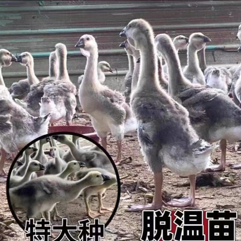 【政府扶贫】特大种狮头鹅苗大种狮头鹅苗实力厂家供货一手货