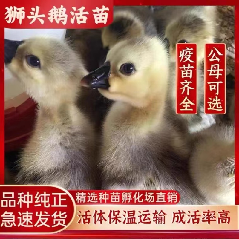 【政府扶贫】特大种狮头鹅苗大种狮头鹅苗实力厂家供货一手货