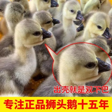 【政府扶贫】特大种狮头鹅苗大种狮头鹅苗实力厂家供货一手货