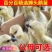 【政府扶贫】特大种狮头鹅苗大种狮头鹅苗实力厂家供货一手货