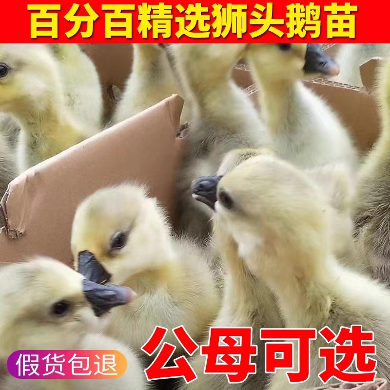【政府扶贫】特大种狮头鹅苗大种狮头鹅苗实力厂家供货一手货