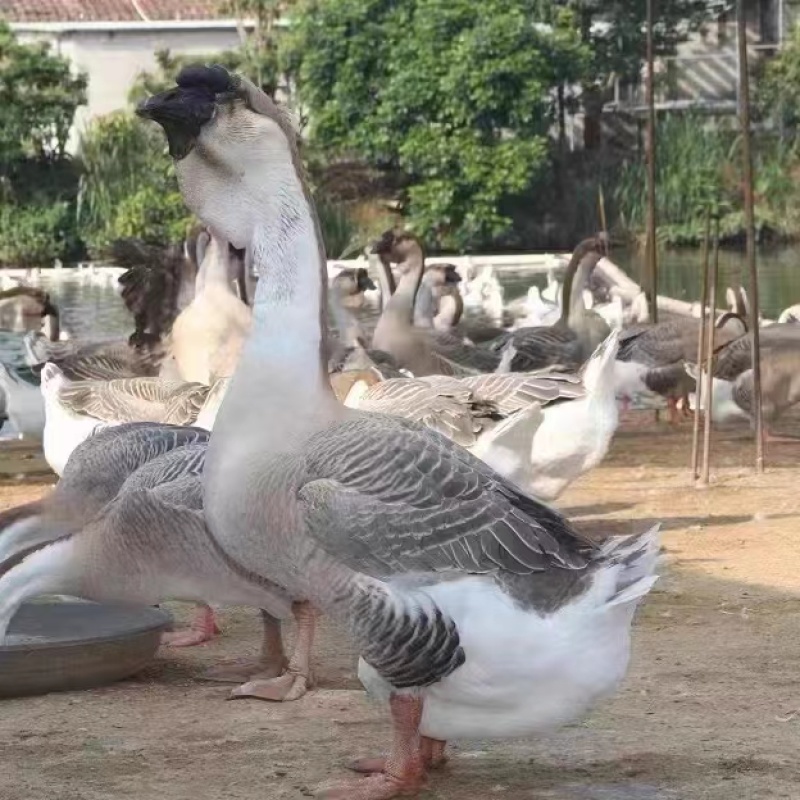 【政府扶贫】特大种狮头鹅苗大种狮头鹅苗实力厂家供货一手货