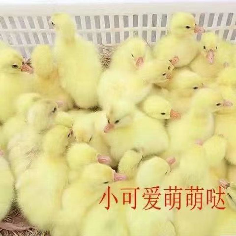 【商家推荐】大三花鹅苗二年三花鹅苗一手货源，运输死亡包赔