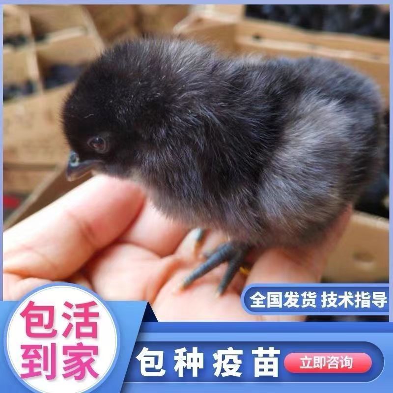 正宗五黑鸡苗，五黑绿壳蛋鸡苗，运输死亡包赔，