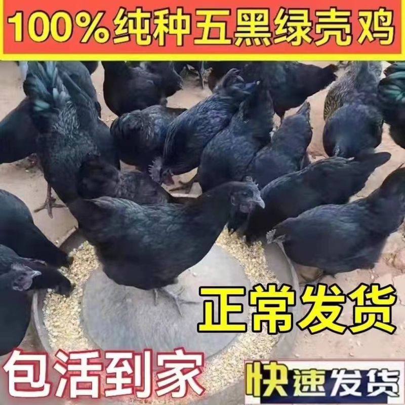 正宗五黑鸡苗，五黑绿壳蛋鸡苗，运输死亡包赔，