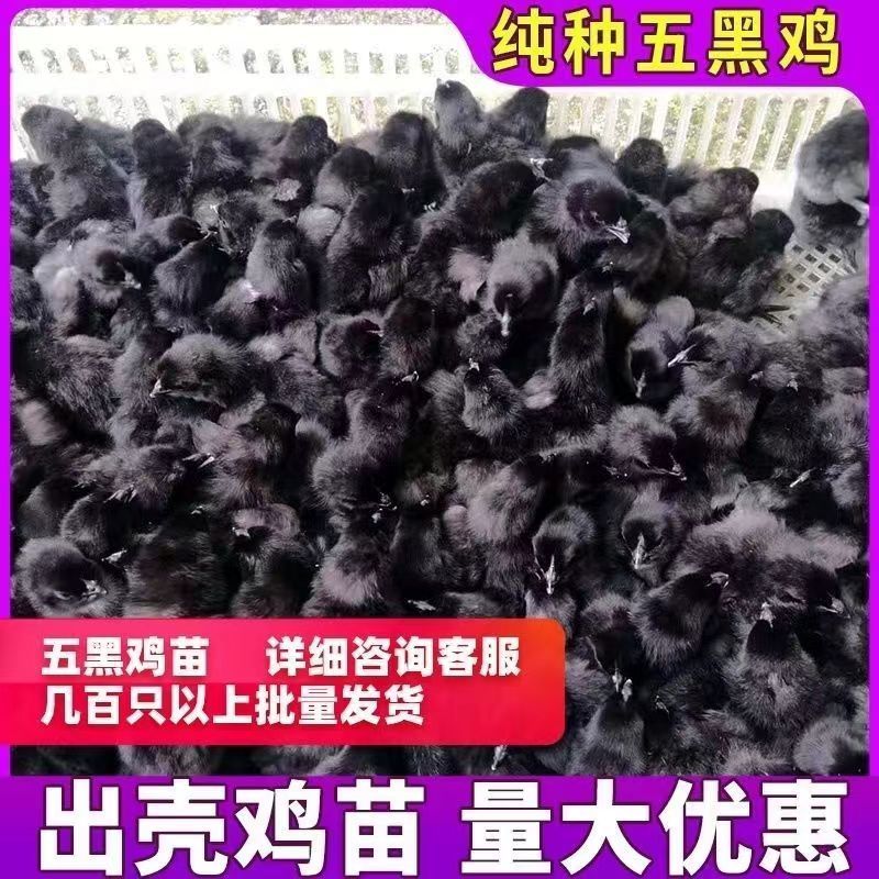 正宗五黑鸡苗，五黑绿壳蛋鸡苗，运输死亡包赔，