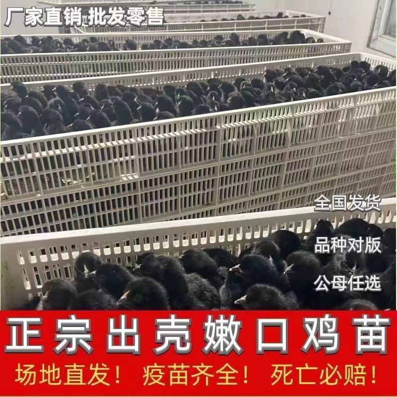正宗五黑鸡苗，五黑绿壳蛋鸡苗，运输死亡包赔，