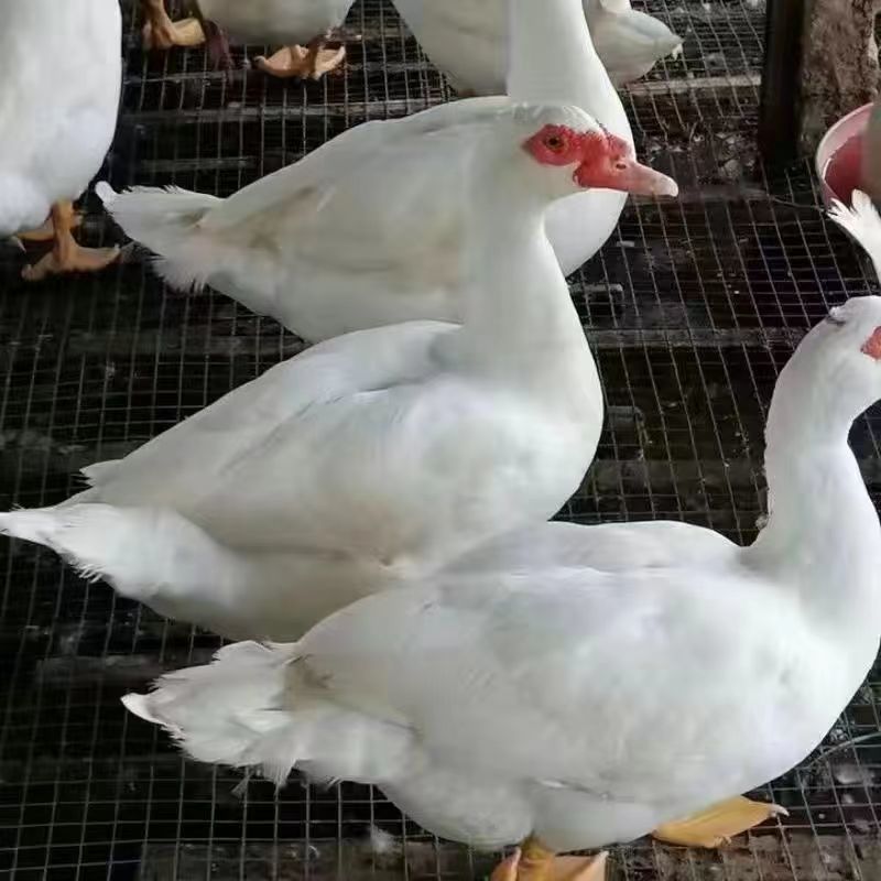 【贵州热卖】大种白翻鸭苗，绿头野鸭苗，货到满意在付款
