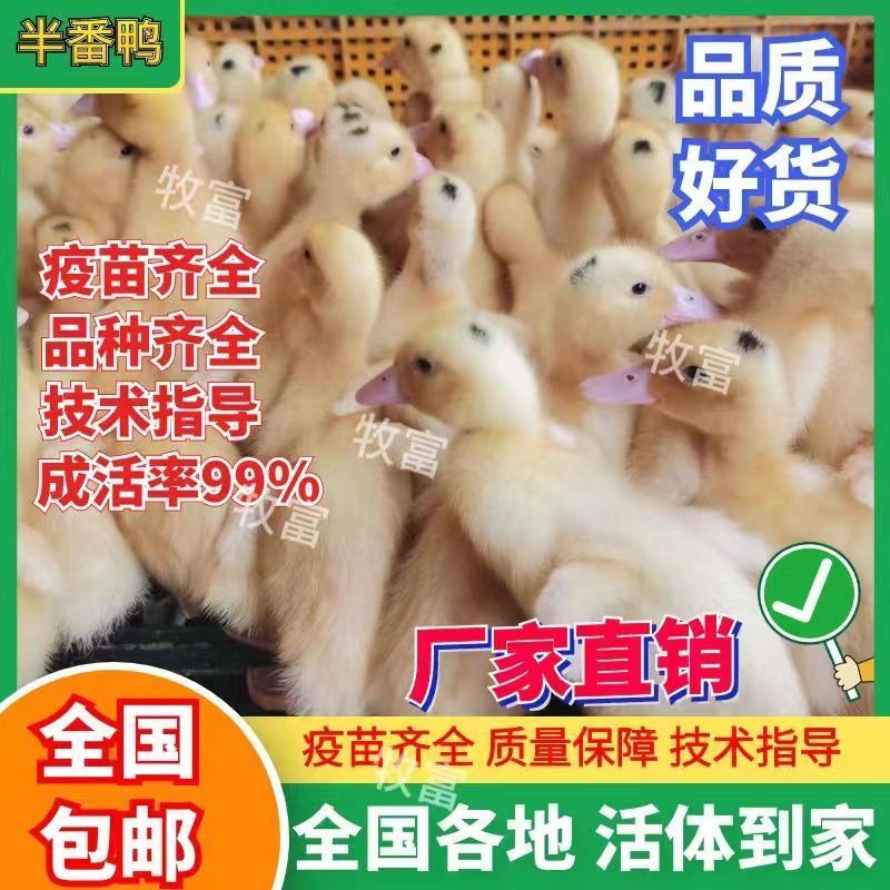 【贵州热卖】大种白翻鸭苗，绿头野鸭苗，货到满意在付款