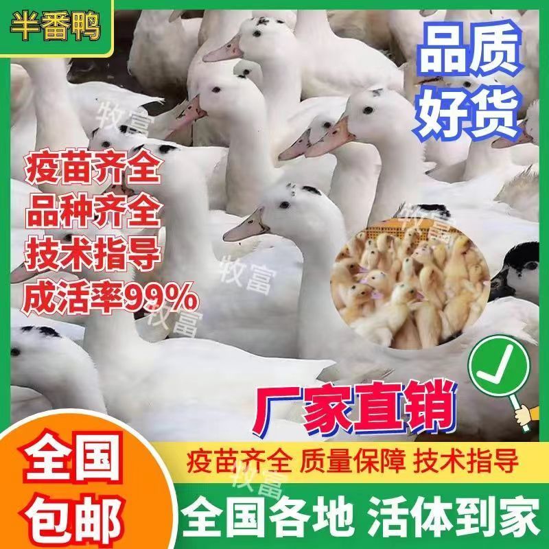【贵州热卖】大种白翻鸭苗，绿头野鸭苗，货到满意在付款