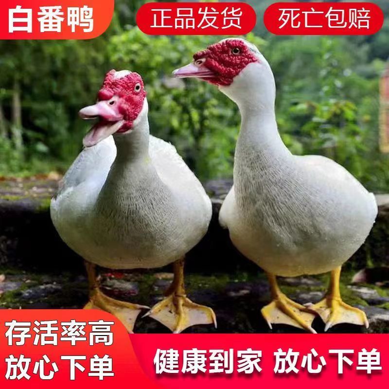 【贵州热卖】大种白翻鸭苗，绿头野鸭苗，货到满意在付款