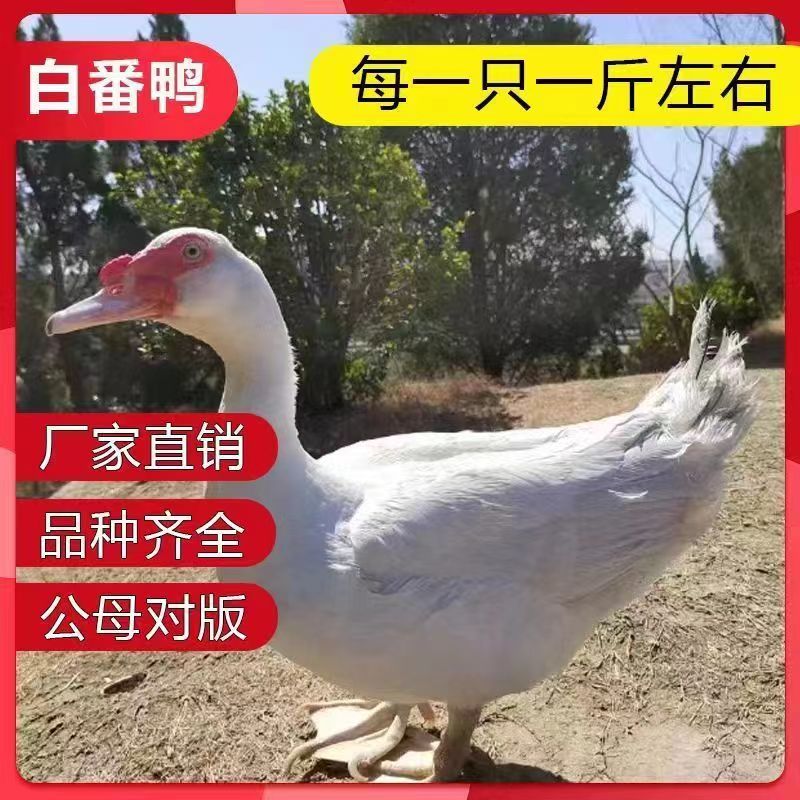 【贵州热卖】大种白翻鸭苗，绿头野鸭苗，货到满意在付款