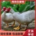 【贵州热卖】大种白翻鸭苗,绿头野鸭苗,货到满意在付款