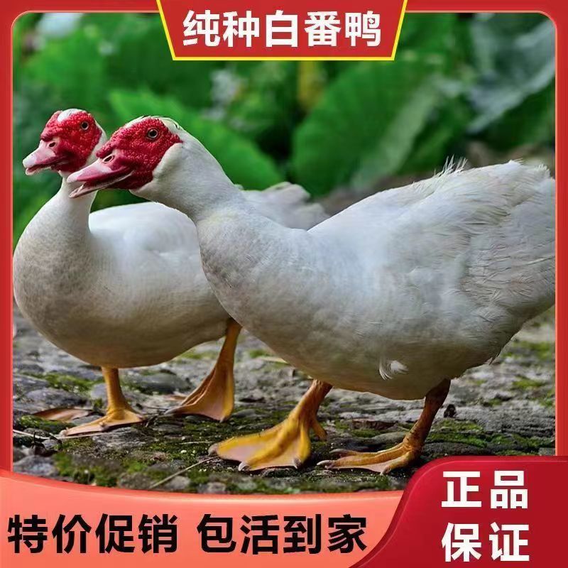 【贵州热卖】大种白翻鸭苗，绿头野鸭苗，货到满意在付款
