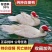 【贵州热卖】大种白翻鸭苗,绿头野鸭苗,货到满意在付款
