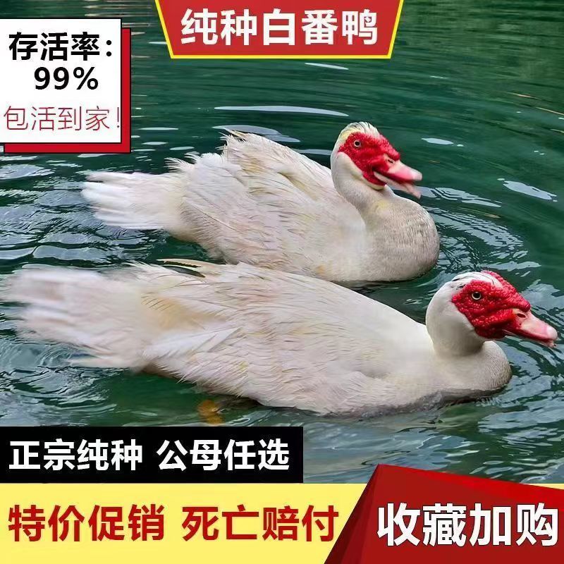 【贵州热卖】大种白翻鸭苗，绿头野鸭苗，货到满意在付款