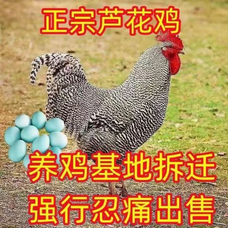 精品芦花鸡苗大种黑芦花鸡苗，欢迎实地考察