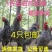 精品芦花鸡苗大种黑芦花鸡苗,欢迎实地考察