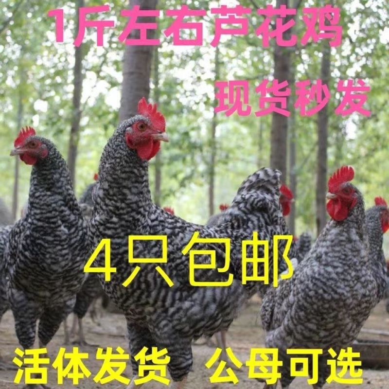 精品芦花鸡苗大种黑芦花鸡苗，欢迎实地考察