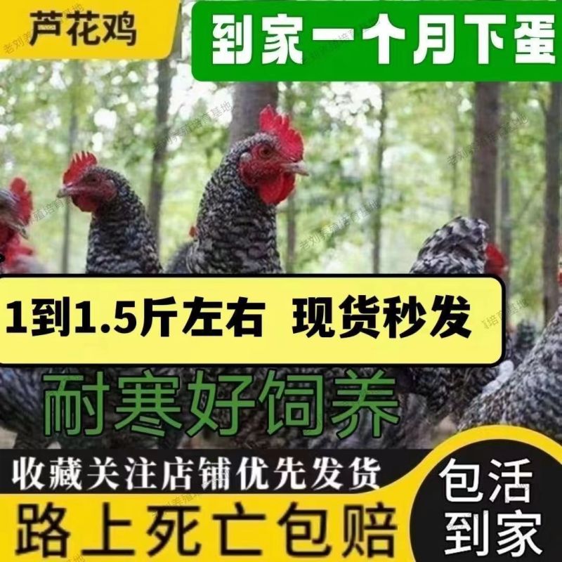 精品芦花鸡苗大种黑芦花鸡苗，欢迎实地考察