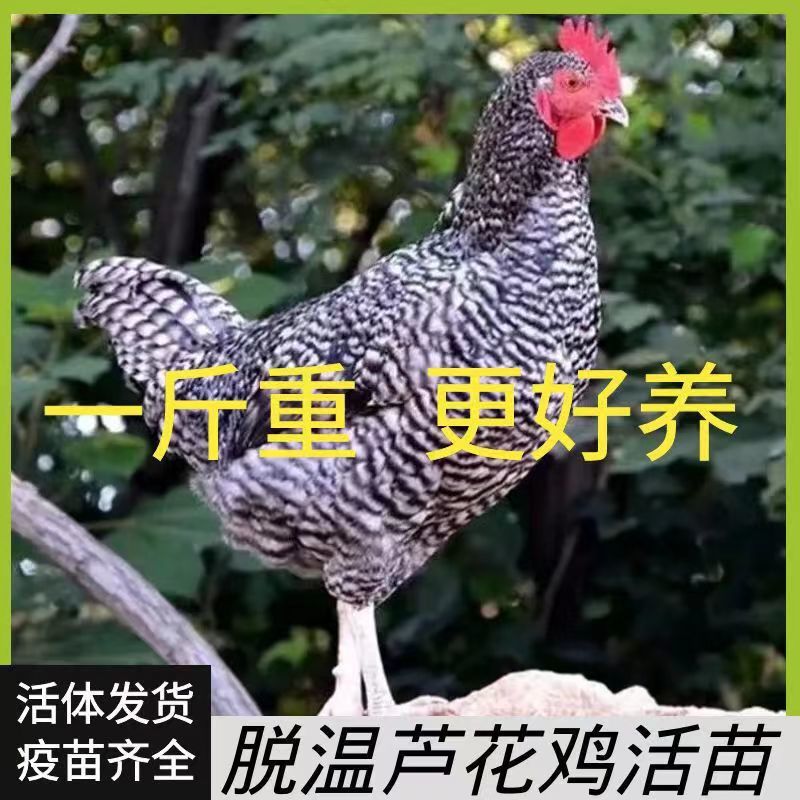 精品芦花鸡苗大种黑芦花鸡苗，欢迎实地考察